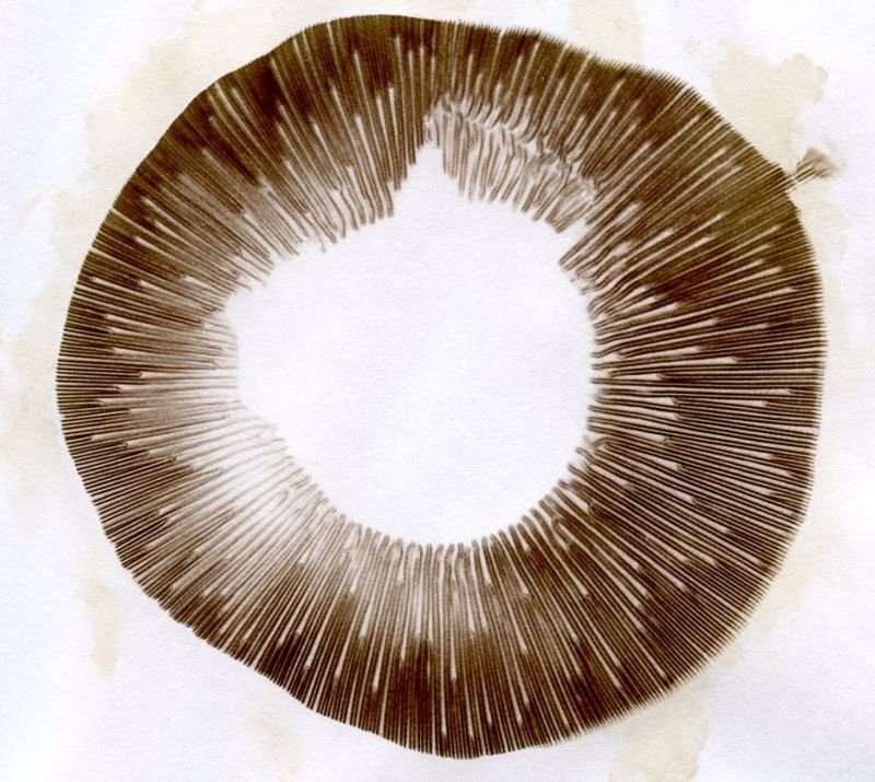 Agaricus bisporus spore print 01